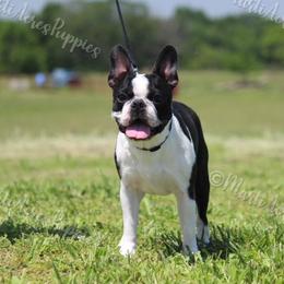 Freddy - Boston Terrier