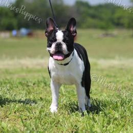 Freddy - Boston Terrier