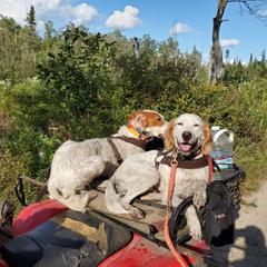 Joy - English Setter