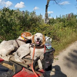 Joy - English Setter