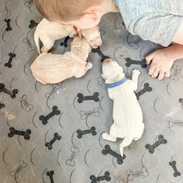 Golden Retriever and Pembroke Welsh Corgi Puppies from Rose n’ Thistle Farm