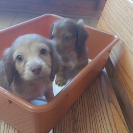 Dachshund Puppies from Nikas Baby Beanz LH Dachshunds