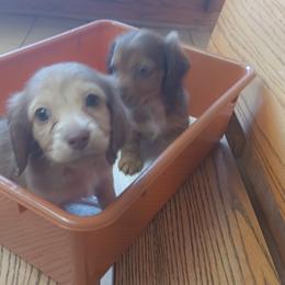 Dachshund Puppies from Nikas Baby Beanz LH Dachshunds
