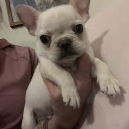Pebble - Cream male French Bulldog puppy in New Waverly, Texas from C.P. Puppy Buddies