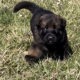 German Shepherd Puppies from Alten Waechter German Shepherds