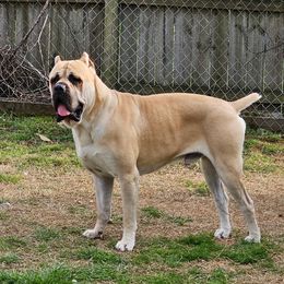 Orion - Cane Corso