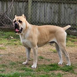 Orion - Cane Corso