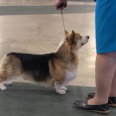 French Bulldogs and Pembroke Welsh Corgis from Genuwin