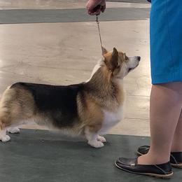 French Bulldogs and Pembroke Welsh Corgis from Genuwin