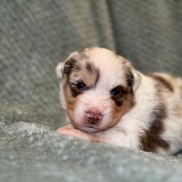 Miniature Australian Shepherd Puppies from Duncan’s Miniature Australian Shepherds