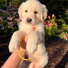 Boy 4 - Light golden male Golden Retriever puppy in Battleground, Washington from Brooklin Canine