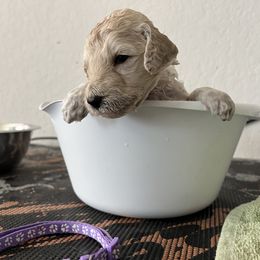 Poodle Puppies from Tyler Family Poodles