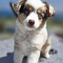 Miniature Australian Shepherd Puppies from Puddles True Mini Aussies