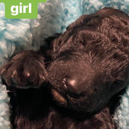 Girl 6 - Black Poodle puppy in Vancouver, Washington from Urban Hero Poodles