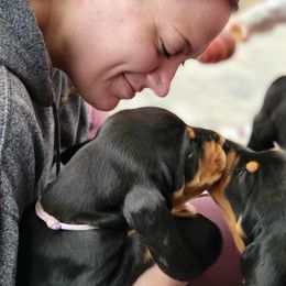 Black and Tan Coonhound Puppies from Toodaloo Coonhounds