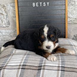 Betsy - Tri-color female Bernedoodle puppy in Lancaster, Pennsylvania from Homestead Bernedoodles