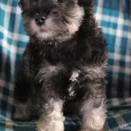 Timmy - Salt and pepper male Miniature Schnauzer puppy in Richardton, North Dakota from Crooked Tree Ranch