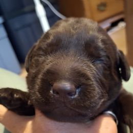 Boy 4 - Labrador Retriever puppy from Brownstone Labradors