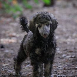 Poodle Puppies from Mystic Moon Poodles