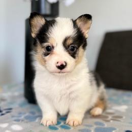 Blue Merle Boy - male American Corgi puppy in Moreno Valley, California from Corgi Dobie Co.
