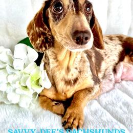 Marbles - Dachshund