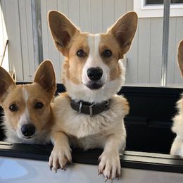 Dolly - Pembroke Welsh Corgi