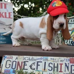 Shrimp - Red and white female Basset Hound puppy in Pollock, Missouri from Northstar