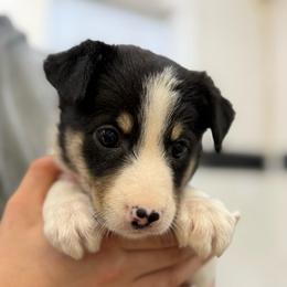 Red - Black and white female Border Collie puppy in Tallmadge, Ohio from Premier Dobermans