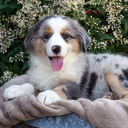 Grogu - Blue merle male Miniature American Shepherd puppy in Kalama, Washington from Lone Pine Miniature American Shepherds