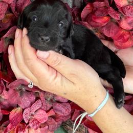 Flint - Phantom male Goldendoodle puppy in Enumclaw, Washington from Owen-a-Doodle
