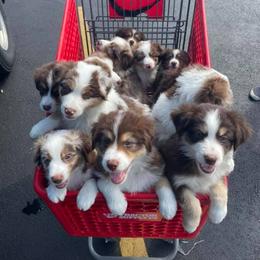 Australian Shepherds from AUSSIELIFEFARMS, LLC