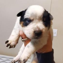 Full masked  Blue - Blue mottled female Australian Cattle Dog puppy in Lenoir, North Carolina from Blue Coyote Ranch