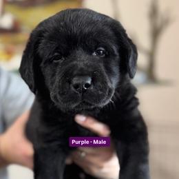 Labrador Retriever Puppies from Blue Line Labradors