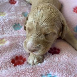 Australian Labradoodle and Double Doodle Puppies from Little Kingdom Doodles