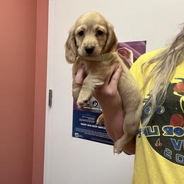 Dachshund Puppies from Appalachian Dachshunds