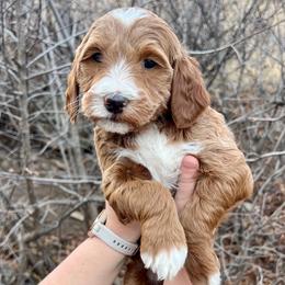 Purple Female - Apricot female Goldendoodle puppy in Great Falls, Montana from Montana Goldendoodles