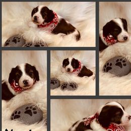 Noche - Piebald male Dachshund puppy in Hooks, Texas from The Gentle Kennels