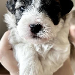 Havanese, Havapoo, and Poodle Puppies from Parlor Pups