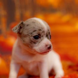 Chihuahua Puppies from Arizona Adventure Chihuahuas