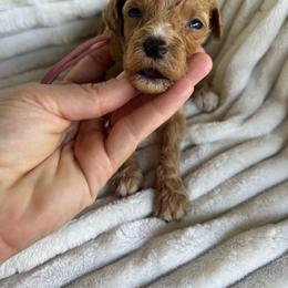 AKC VIVIEN - Red  female Poodle puppy in Dallas, Georgia from West Cobb Dogs