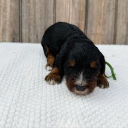 Rio - Phantom male Bernedoodle puppy in Wamego, Kansas from Doodles of Oz