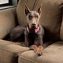 Ruby - Doberman Pinscher