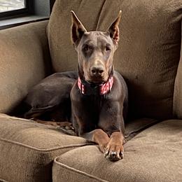 Ruby - Doberman Pinscher