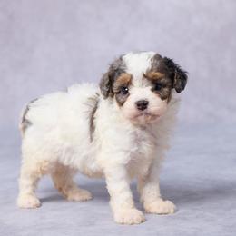 Sid - Merle male Cavapoo puppy in Apple Creek, Ohio from Grandeur Valley Puppies