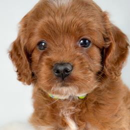 Storm - Red female Cockapoo puppy in Pledger, Texas from Sugarbear Cockapoos
