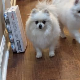 Phoebe - Pomeranian
