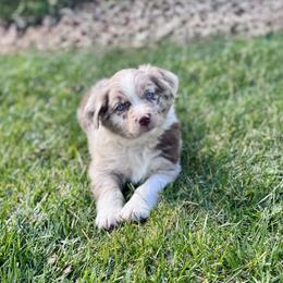 Rainer - Red merle male Miniature Australian Shepherd puppy in California from Eagle River Aussies