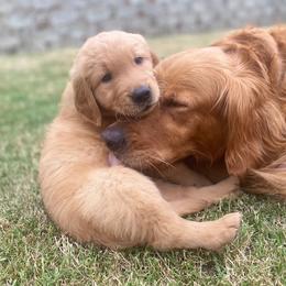 Golden Retriever Puppies from Washington Lakeside Goldens