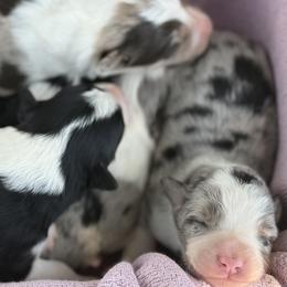 Border Collie puppies from JM Cattle Co