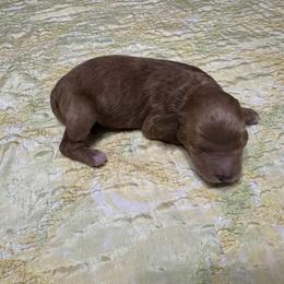 Elliott - Red male Cockapoo puppy in Sheridan, Missouri from Shepherdsfold’s Cockapoos